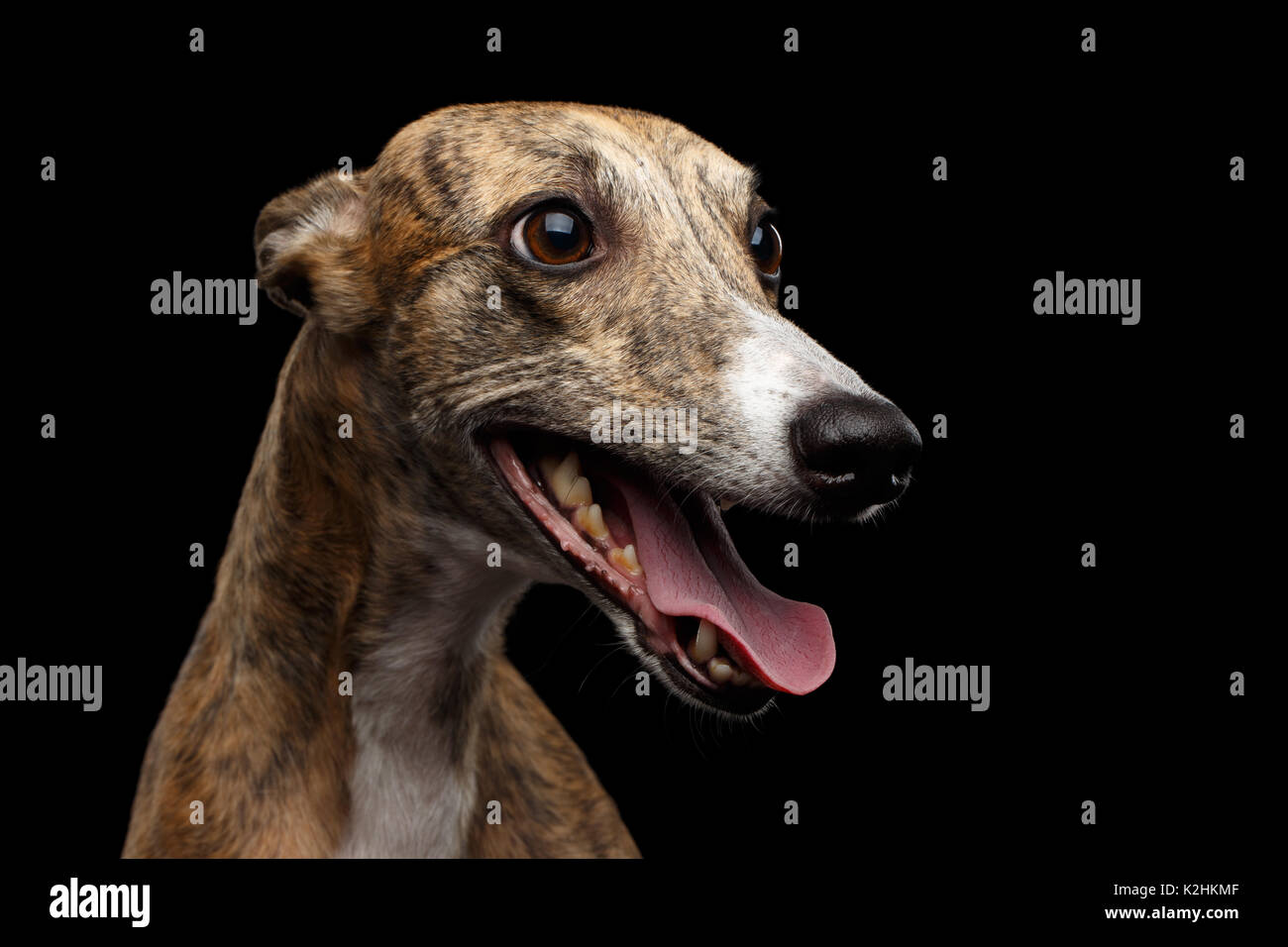 Funny Whippet Dog on Black Background Stock Photo