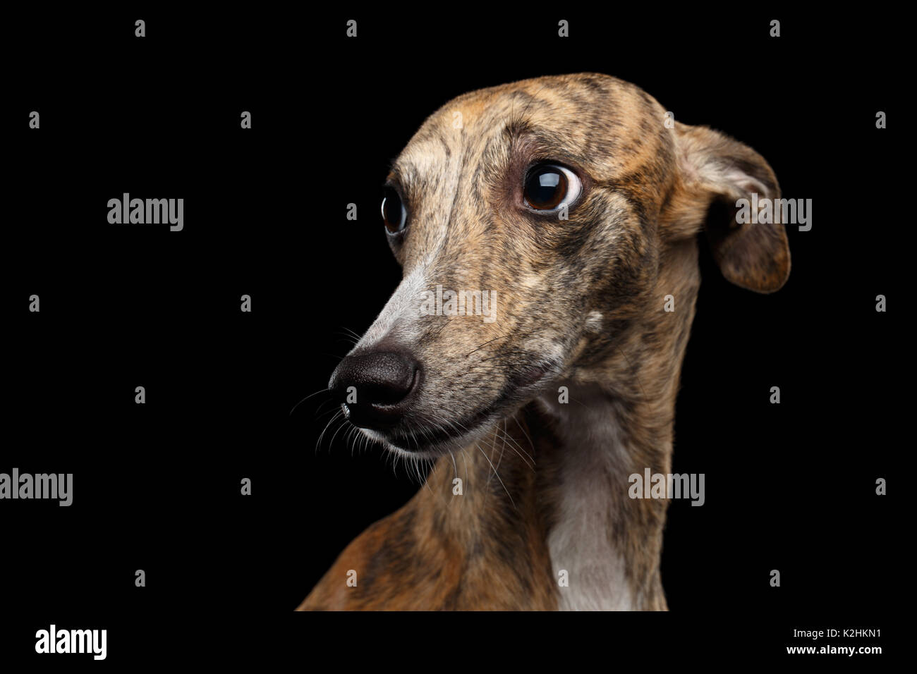 Black Whippet Stock Photos Black Whippet Stock Images Alamy