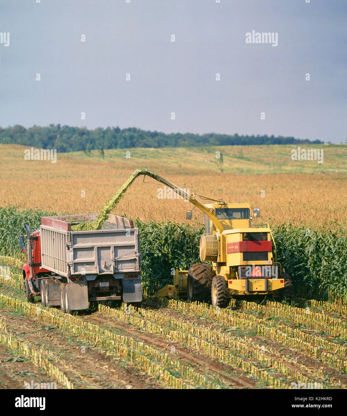 CORN SILAGE HARVEST USING 2115 NEW HOLLAND SELF-PROPELLED CHOPPER WITH GROW HEAD, BLOWING IN TO TRACTOR TRAILERS WITH DUMP TRAILERS ALONGSIDE CHOPPER Stock Photo