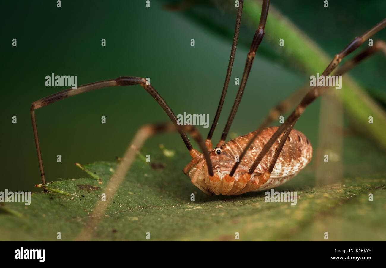 HARVESTMAN or DADDY-LONG-LEGS Order Opiliones Stock Photo - Alamy