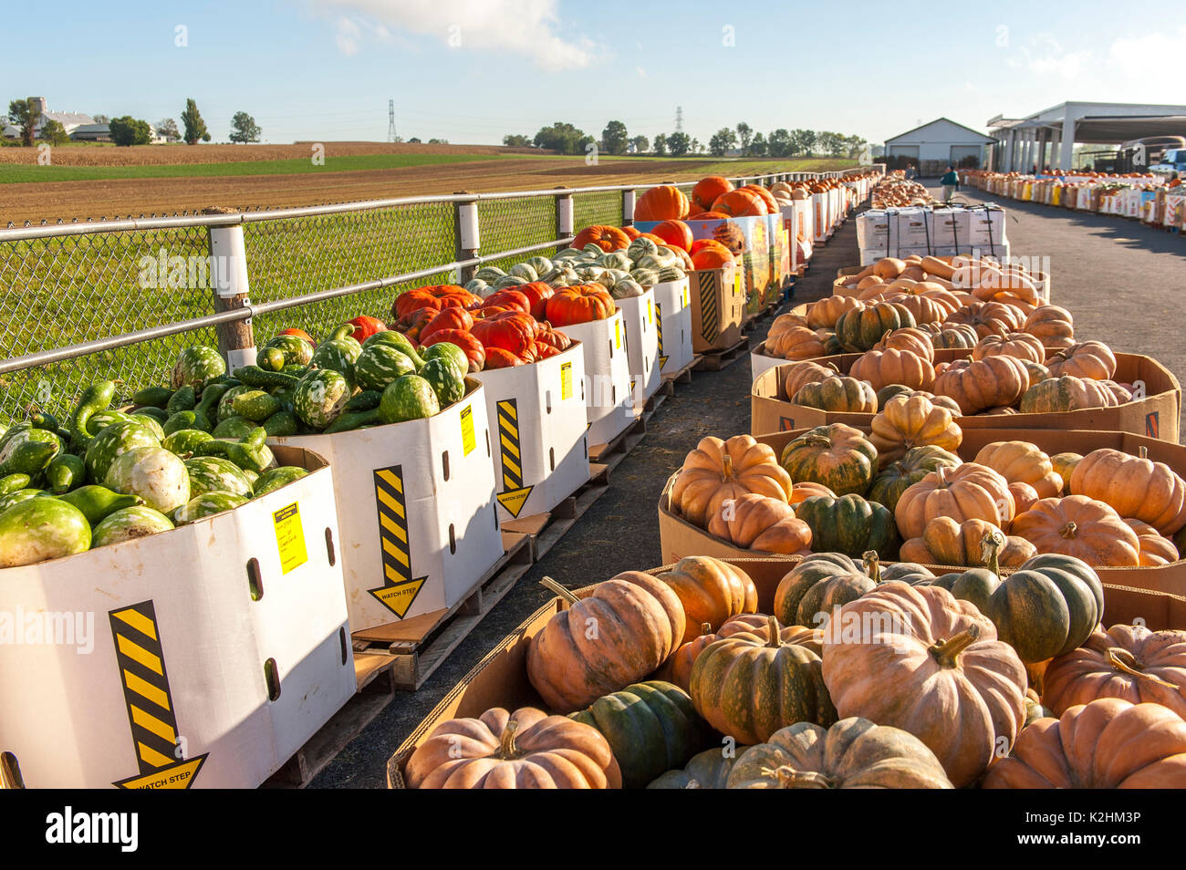 Leola produce auction hires stock photography and images Alamy