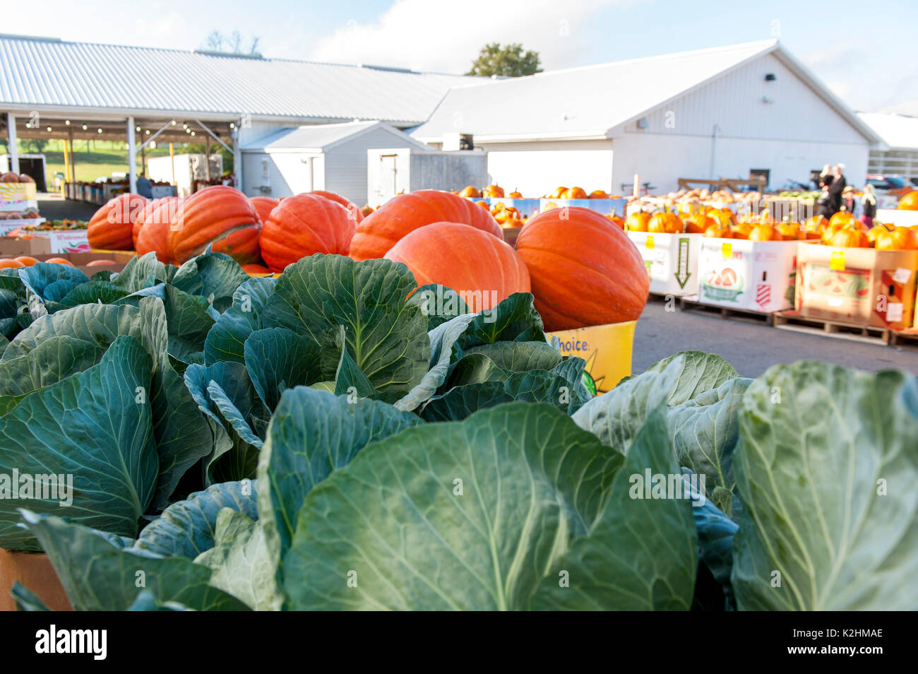 Giant cabbage hi-res stock photography 