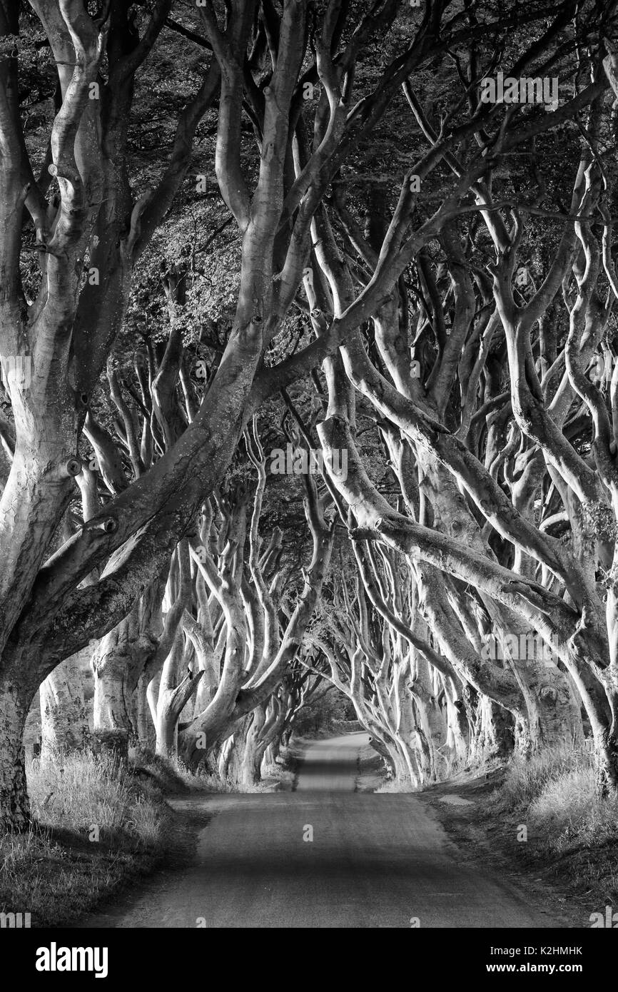 18th Century Beech Tree lined road known as the Dark Hedges near Stanocum, County Antrim, Northern Ireland, UK Stock Photo