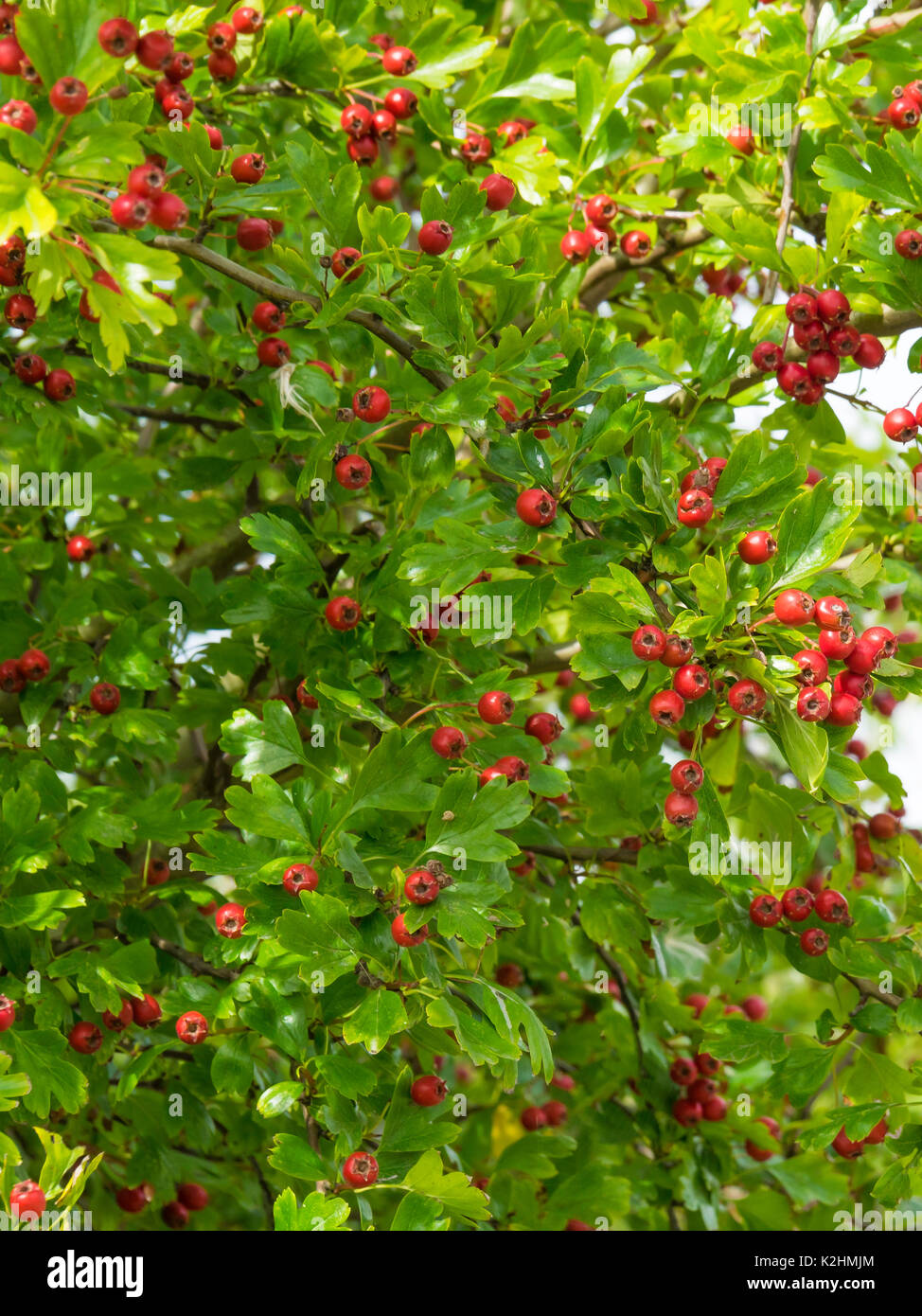 Detail of a Common Hawthorn Tree (Cratagegus Monogyna) showing the red berries providing valuable food for birds in autumn in Co. Durham England UK Stock Photo