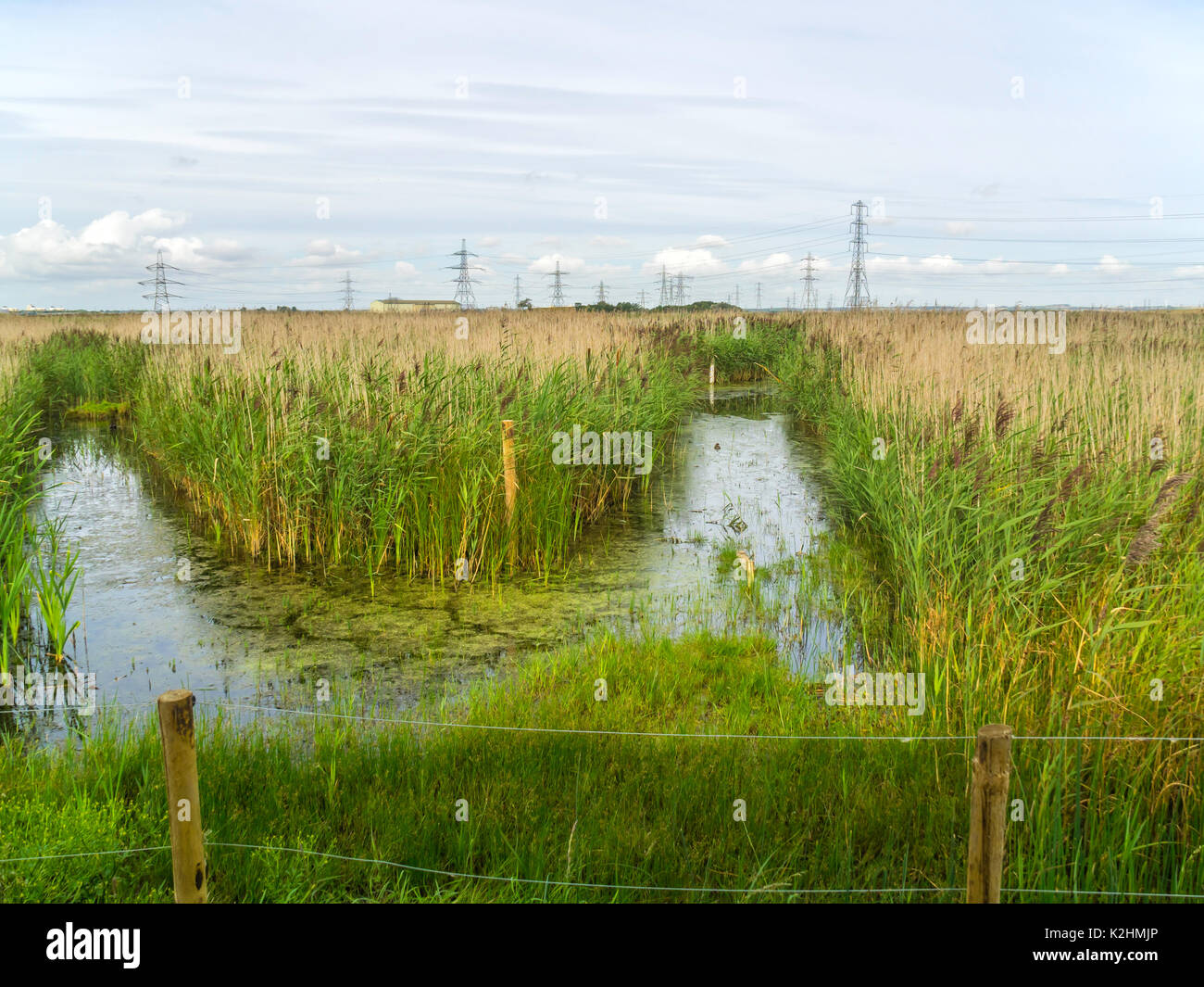 View from a hide on the RSPB sanctuary at Saltholme Billingham Co Durham with clearing cut throgh the reeds where birds may be observed feeding Stock Photo