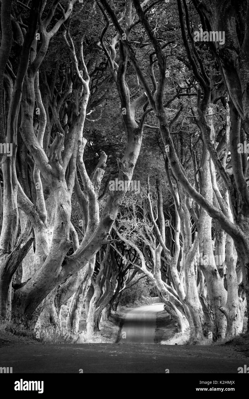 18th Century Beech Tree lined road known as the Dark Hedges near Stanocum, County Antrim, Northern Ireland, UK Stock Photo