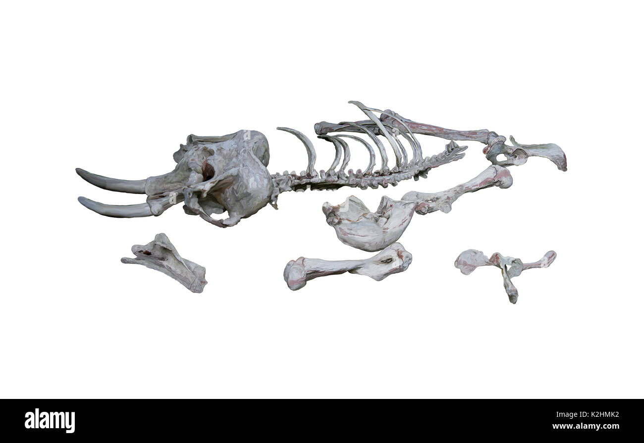 Digital Painting of  Elephant skeleton on white background Stock Photo