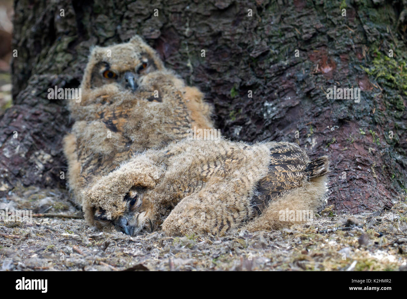 Two Eurasian eagle owl (Bubo bubo) chicks / owlets in exposed nest on the ground at base of pine tree in coniferous forest Stock Photo