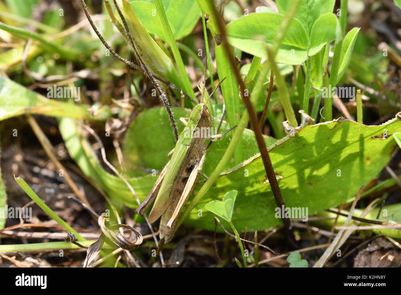 insect Grasshopper hidden on the grass Stock Photo