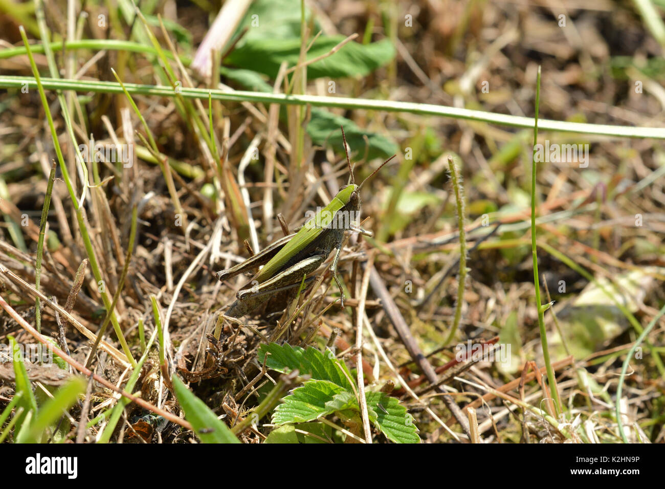 insect Grasshopper hidden on the grass Stock Photo