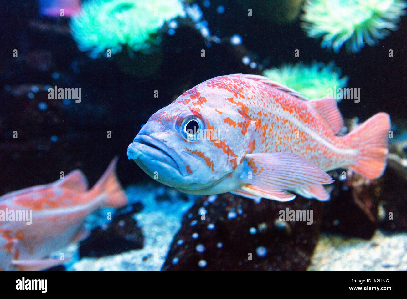 Sebastes rockfish hires stock photography and images Alamy