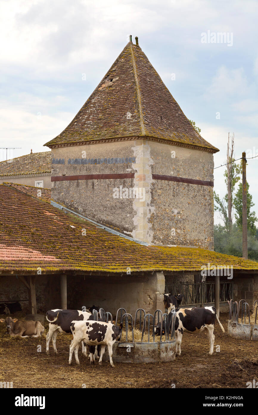 Cattle farm, - cows on a french farm in the Lot Valley, Aquitaine, France Europe Stock Photo