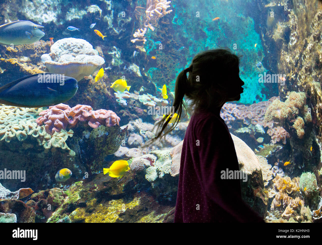 Aquarium - the Great Aquarium, Saint Malo, Brittany France - a young girl in front of a tank of colourful fish and Coral, St Malo, Brittany France Stock Photo