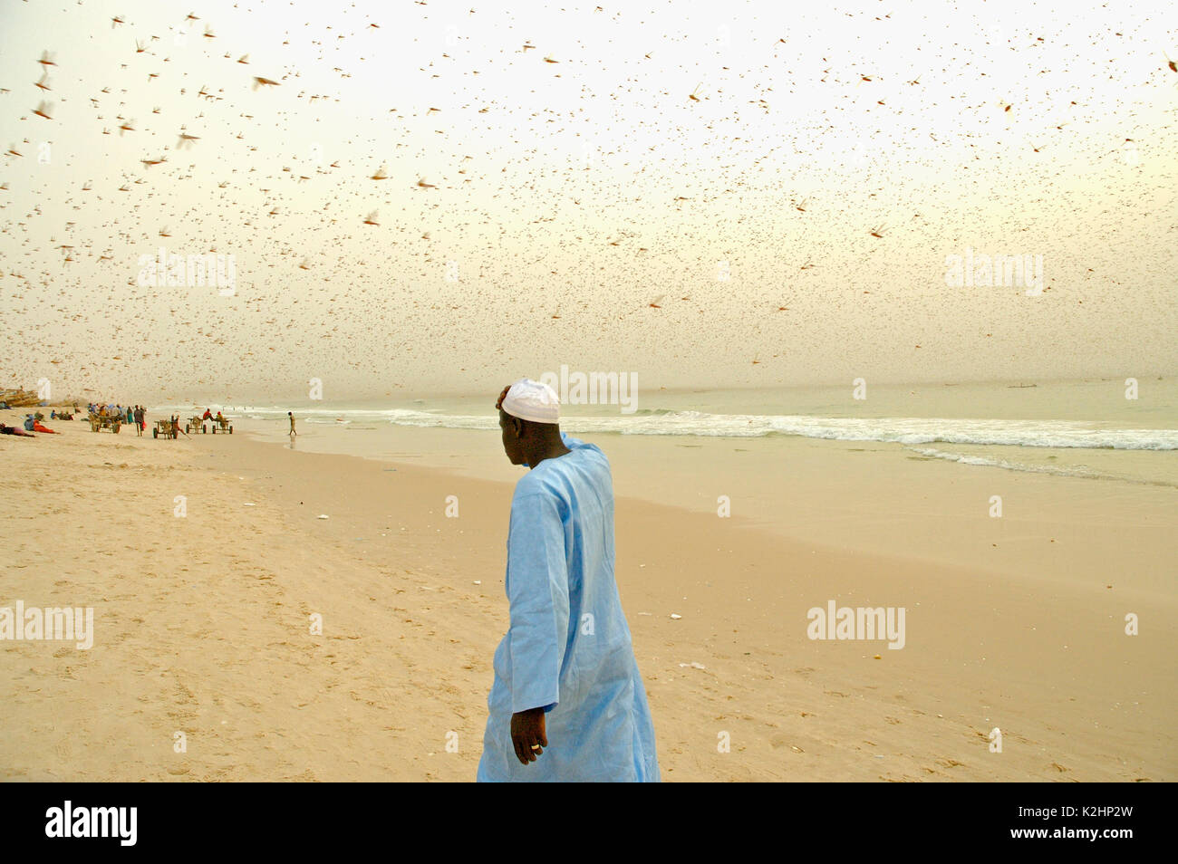 A fisherman protects himself from a swarm of locust plague in Nouakchott, Mauritania Stock Photo