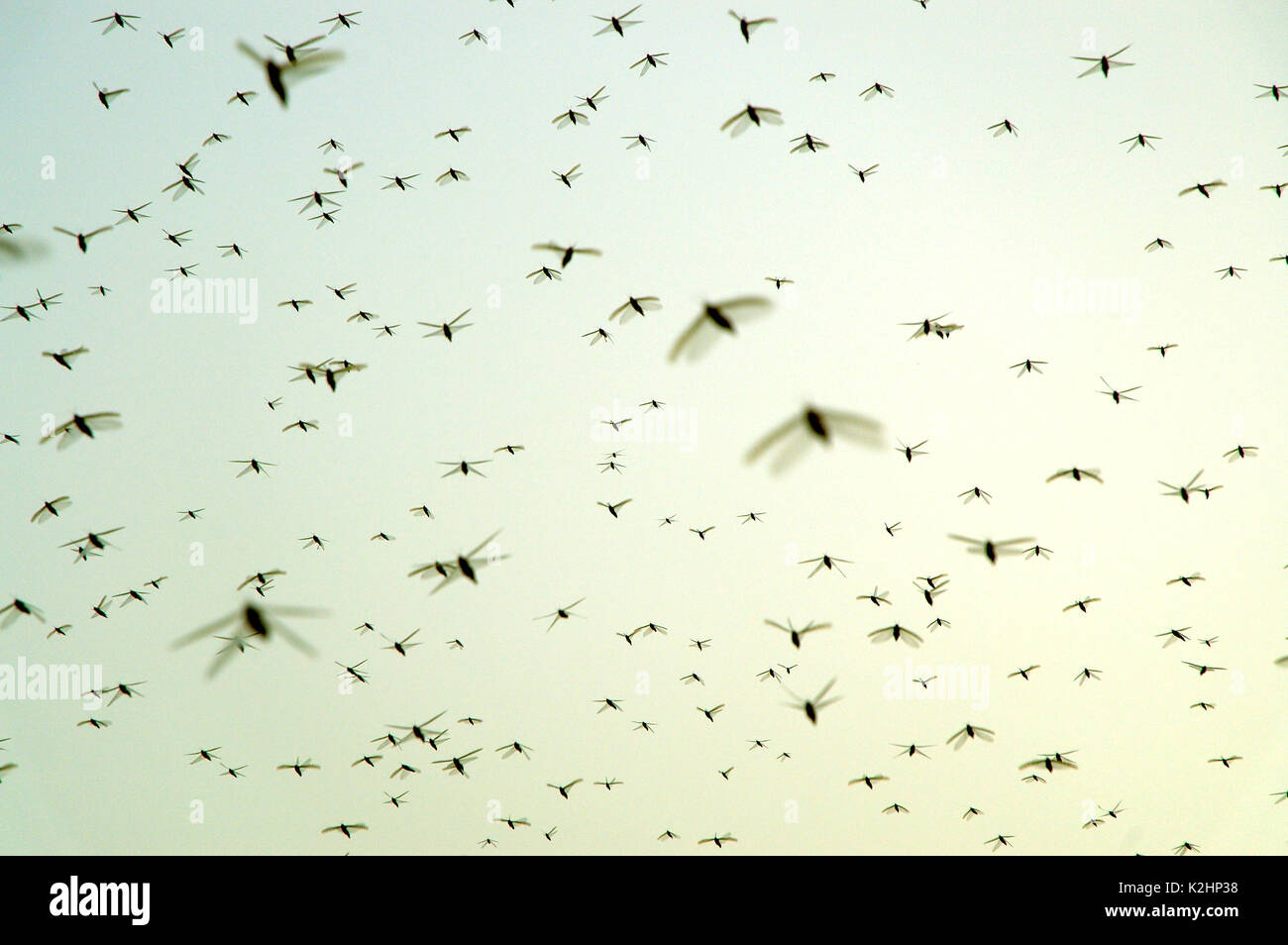 A swarm of locust plague (Schistocerca gregaria) in Nouakchott, Mauritania Stock Photo