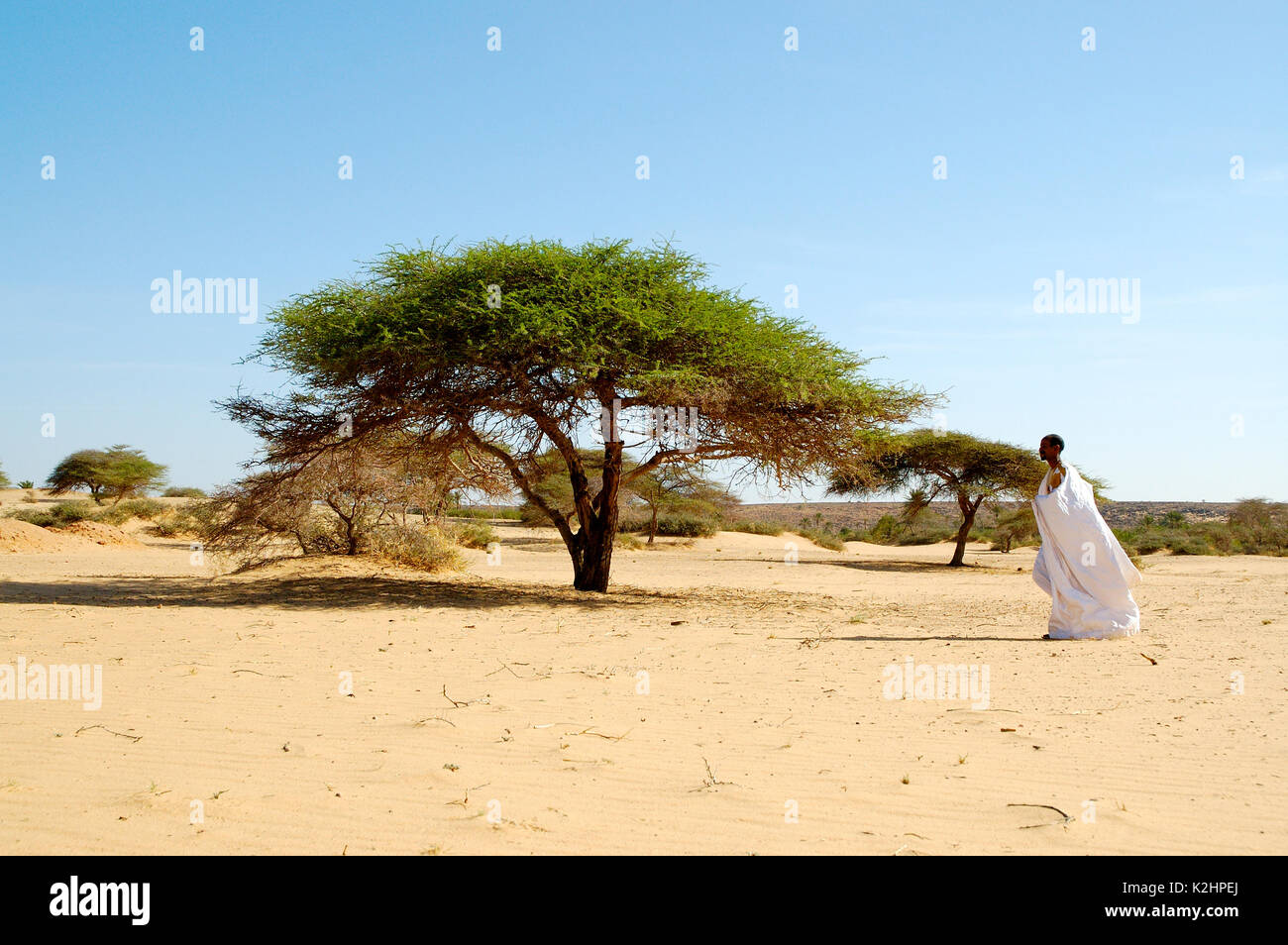 Acacia tree rich in Gum arabic, also known as acacia gum. Adrar region, Mauritania Stock Photo