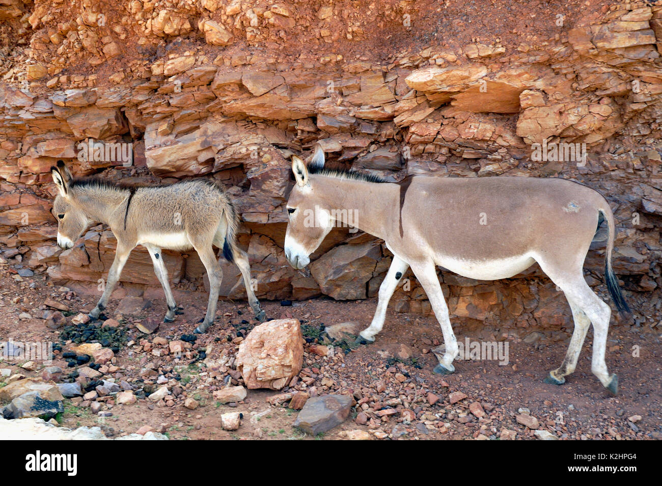Donkeys in the Tagant region. Mauritania Stock Photo