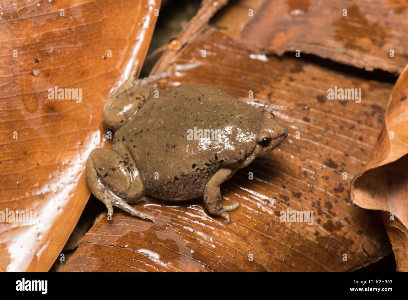 Mazatlan Narrow-mouthed Toad (Gastrophryne mazatlanensis) from Sonora, México. Stock Photo