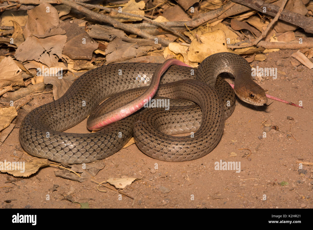 Dry Forest Whipsnake (Coluber mentovarius) from Sonora, México. Stock Photo