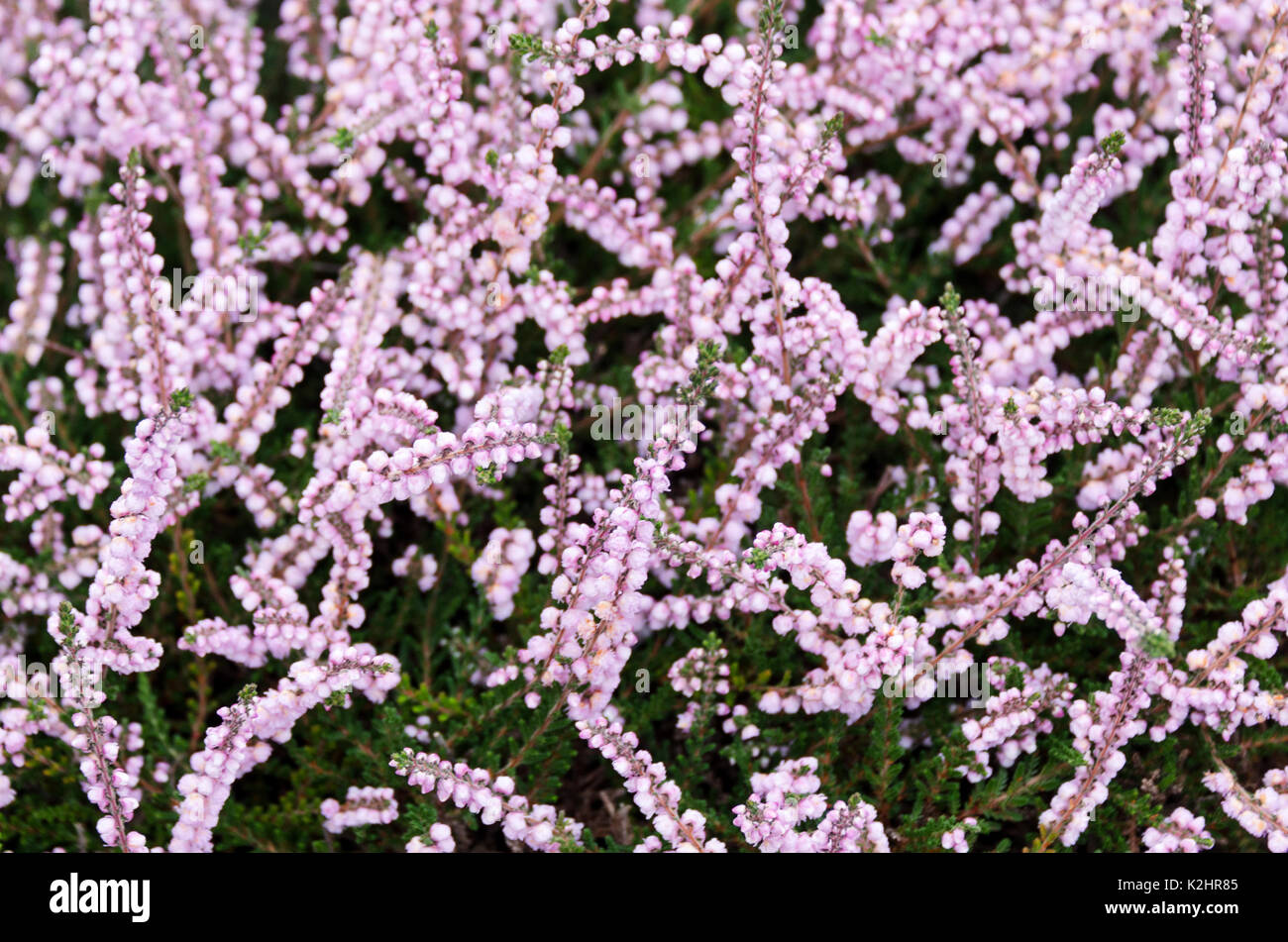 Calluna vulgaris 'Kuphaldtii' in bloom, Bar Harbor, Maine Stock Photo ...