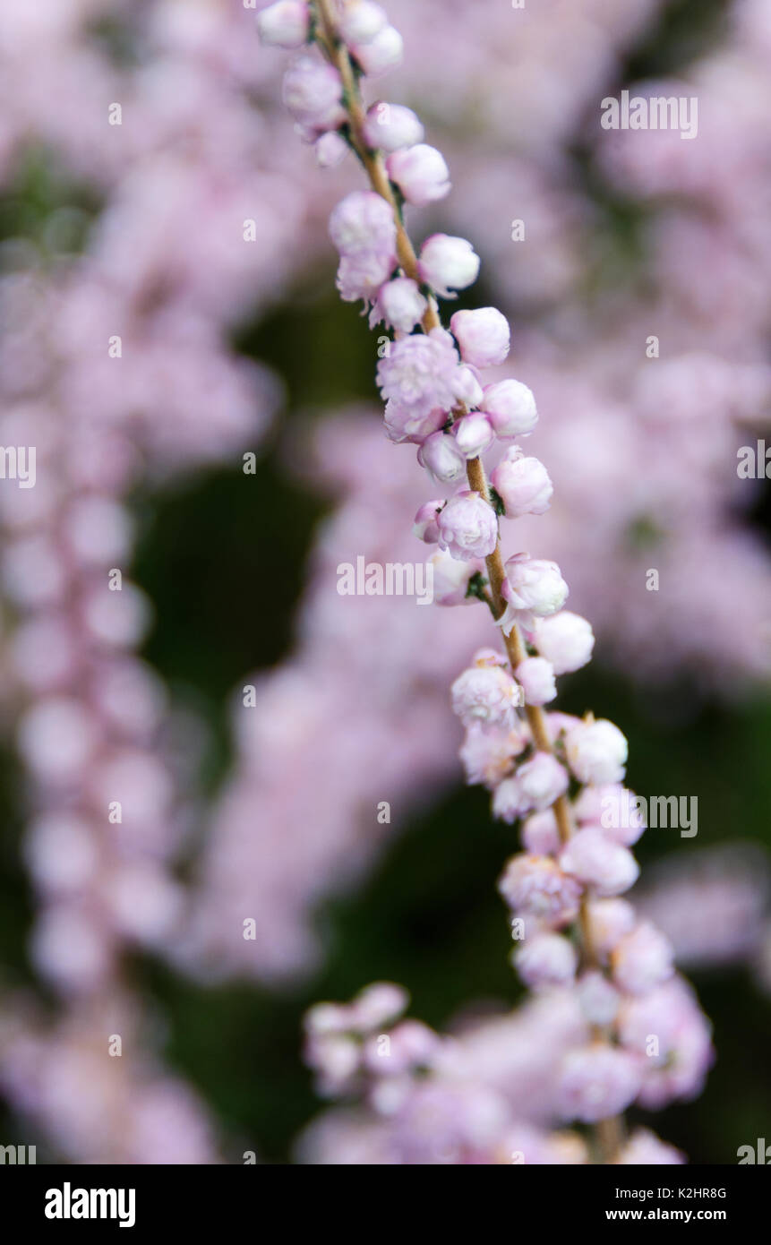 Calluna vulgaris 'Kuphaldtii' in bloom, Bar Harbor, Maine Stock Photo ...