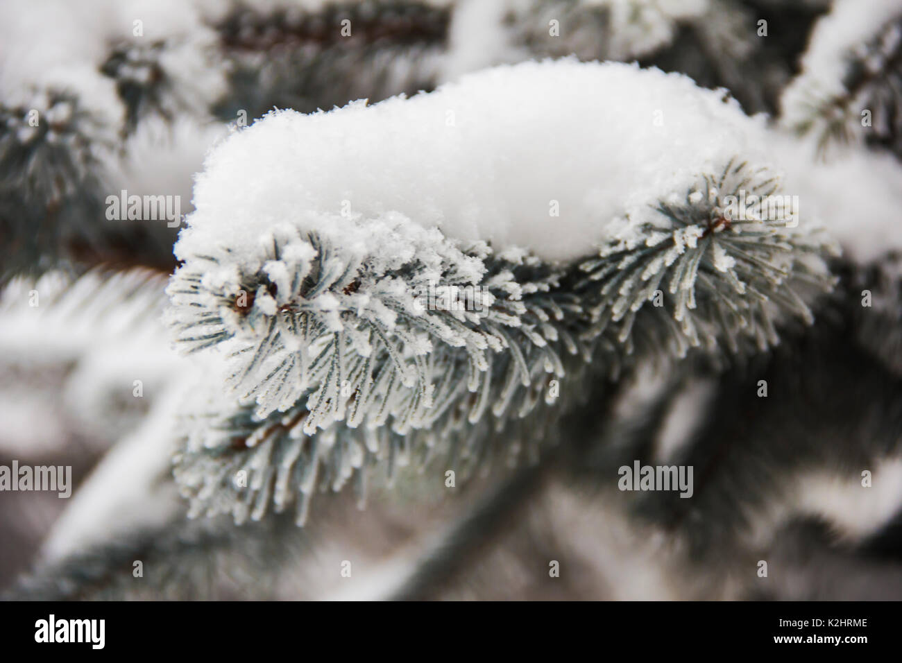 Spruce branches covered with snow, Branch of fir tree in snow, background Stock Photo