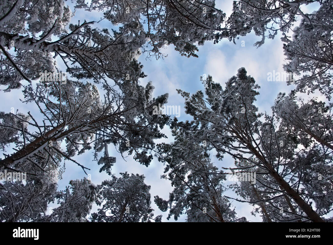pine tree branches covered with snow on sky background Stock Photo - Alamy