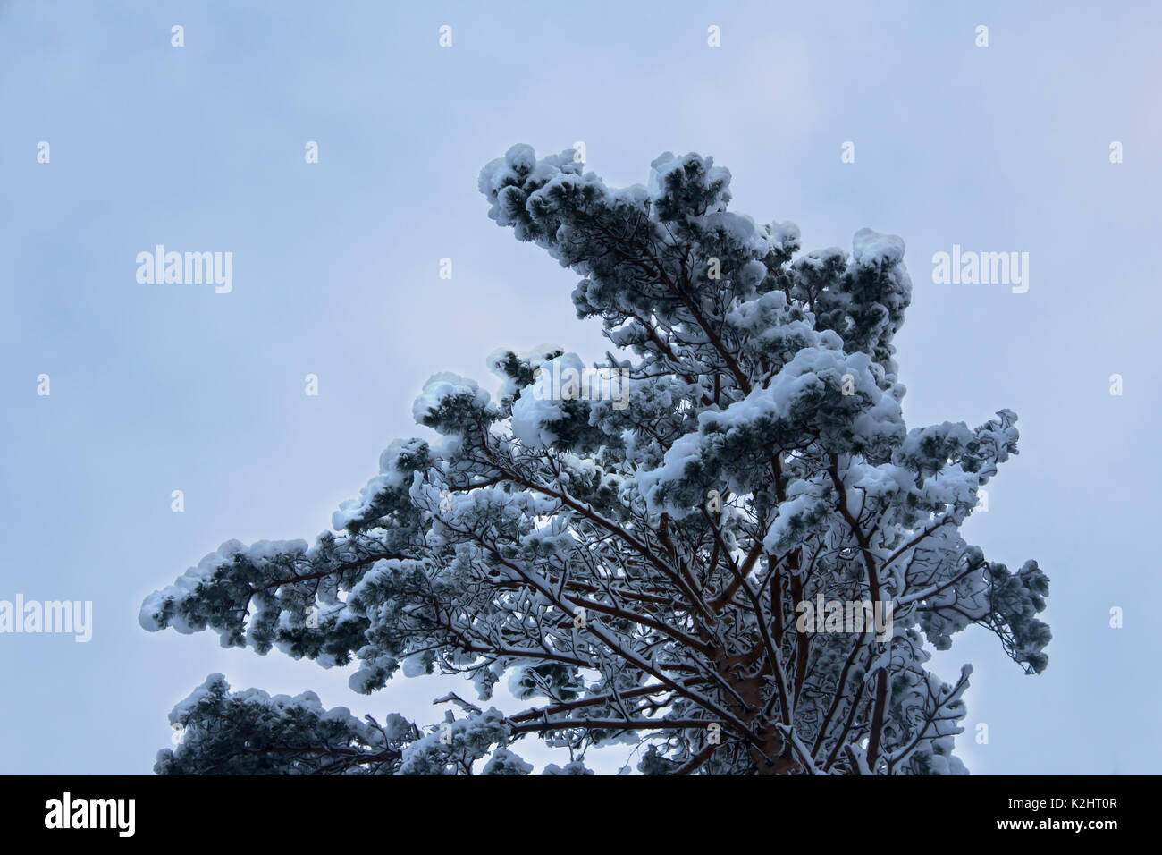 pine tree branches covered with snow on sky background Stock Photo - Alamy