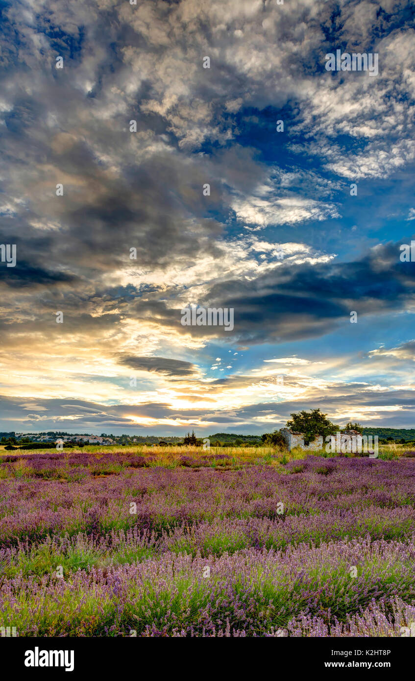 Lavender fields ((Lavandula), near Sault, Provence. Stock Photo