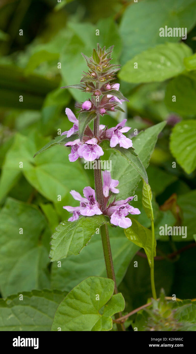Stachys palustris, commonly known as marsh woundwort, marsh hedgenettle, or hedge-nettle, An edible perennial grassland herb. Woodstock, Oxfordshire, Stock Photo