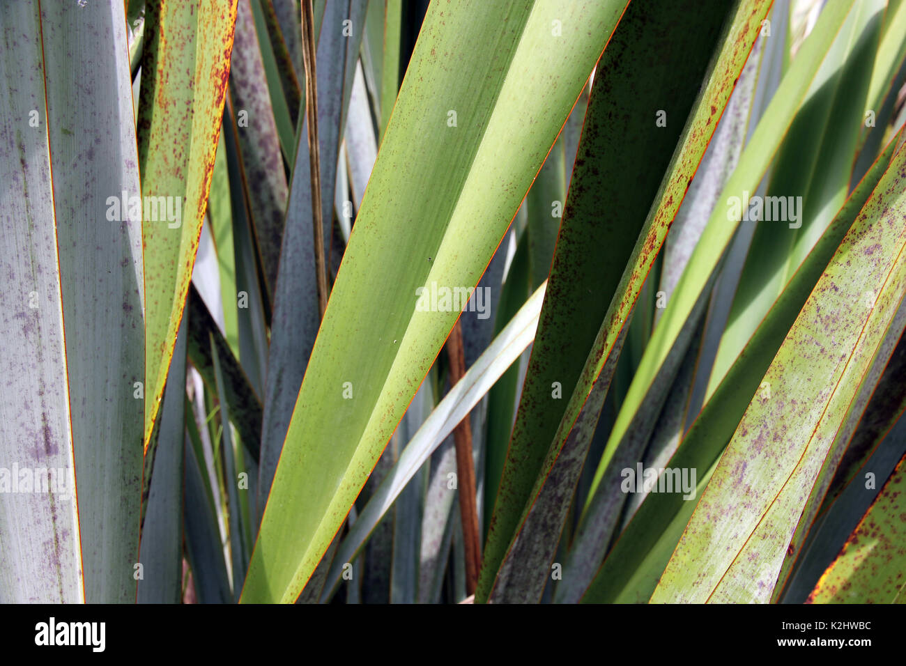 native flax plant New Zealand Stock Photo