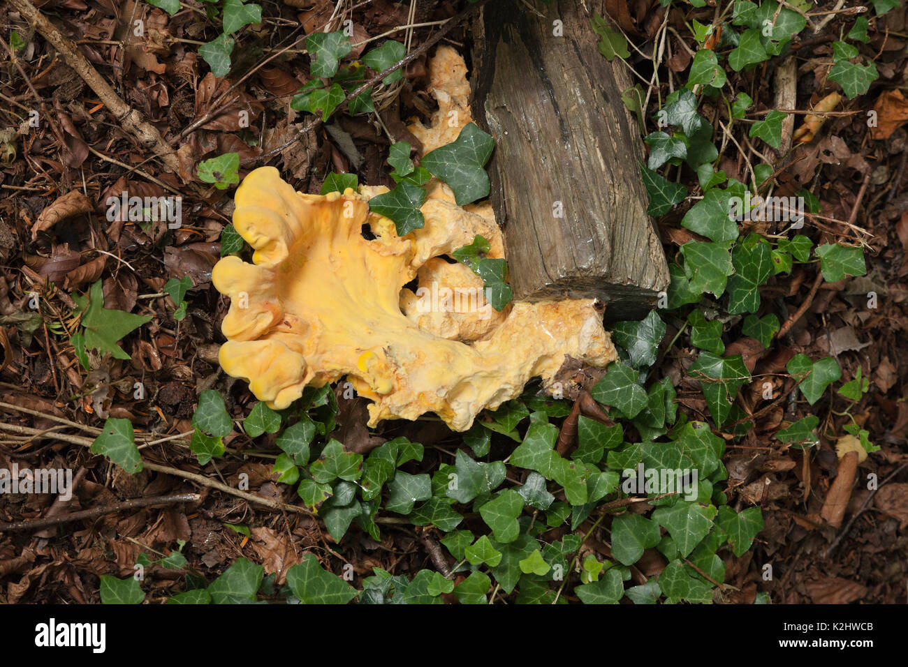 Yellow Brain fungus, Tremella mesenterica (common names include yellow brain, golden jelly fungus, yellow trembler, and witches' butter, older example Stock Photo