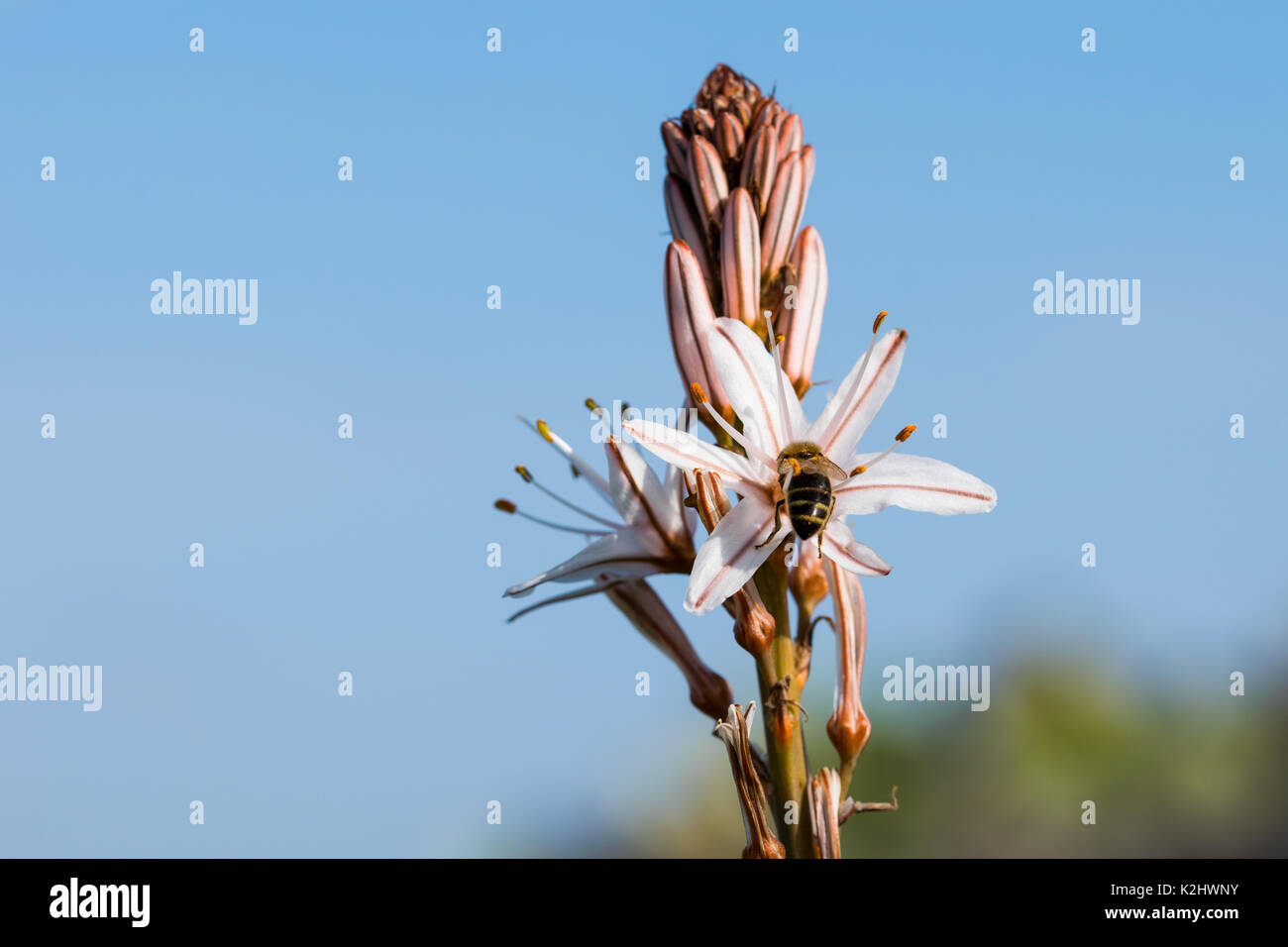 A white and yellow Summer Asphodel Flower growing in the Maltese countryside and attracting insects.Malta Stock Photo