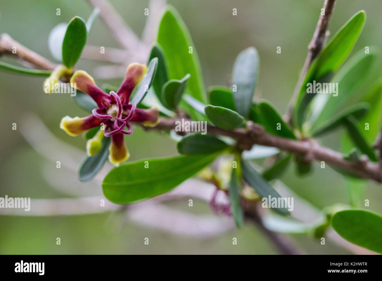 African Wolfbane plant with a flower in bloom growing in the Maltese Islands - Periploca angustifolia. Malta Stock Photo