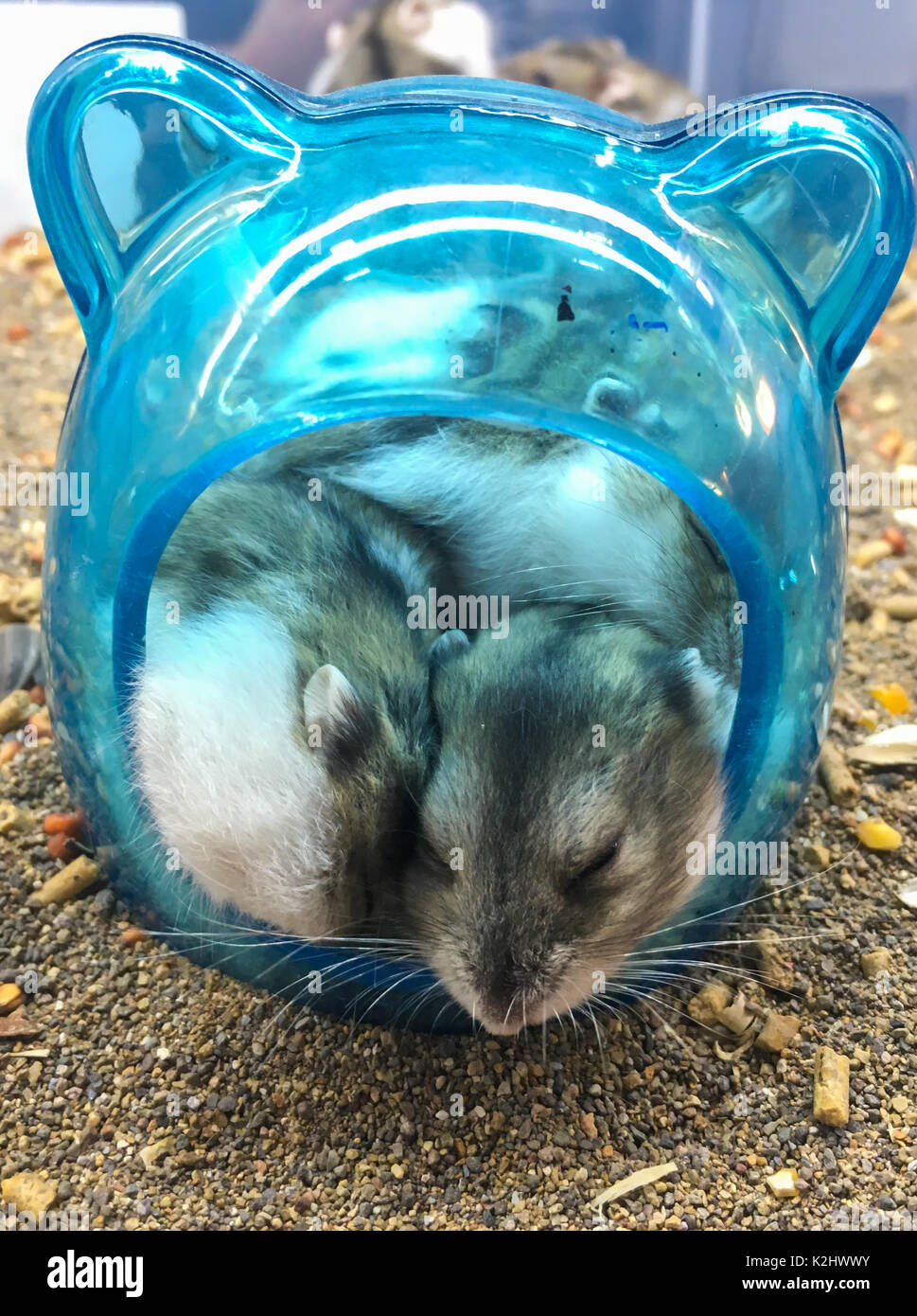 Roborovski hamsters (Phodopus roborovskii) also known as desert hamsters or Robos are the smallest of three species of hamster in the genus Phodopus. Stock Photo