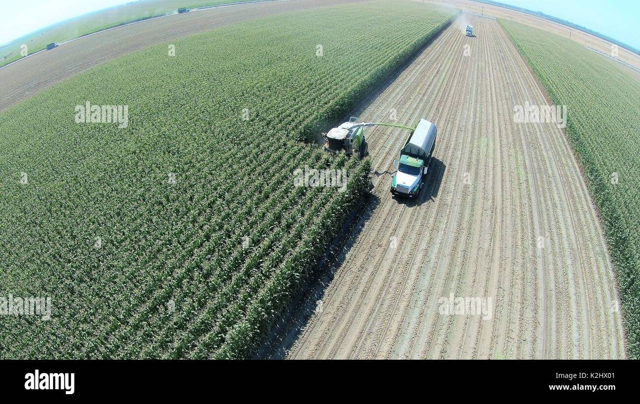Claas harvester chopping corn in California. Stock Photo