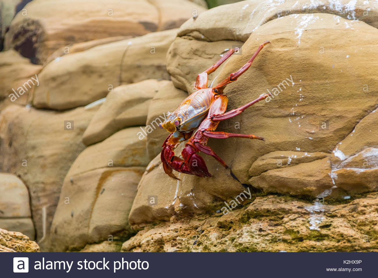 Ocean Crabs Stock Photos & Ocean Crabs Stock Images Alamy