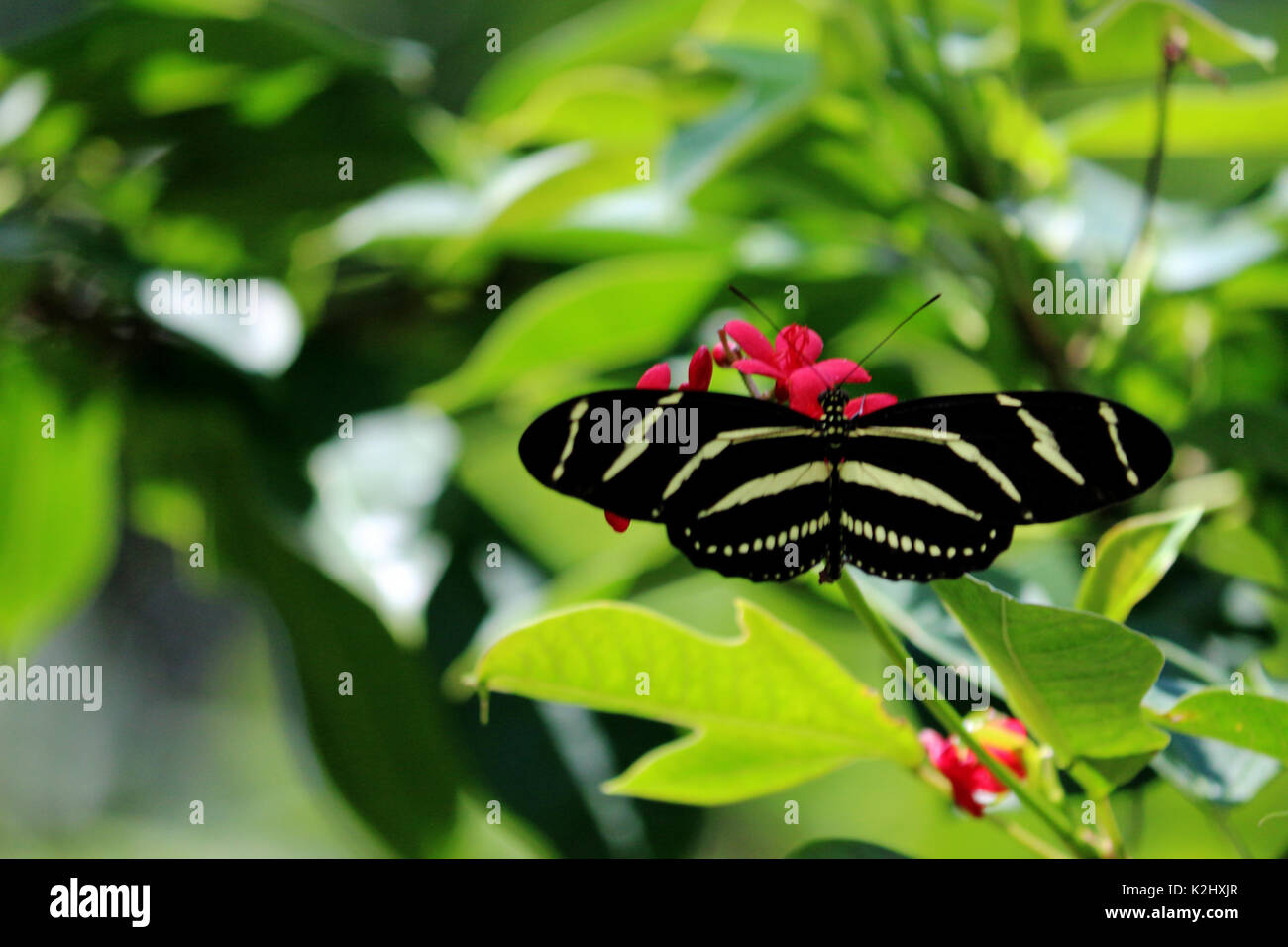 A Zebra Longwing Butterfly on Pink Flowers with a Natural Leafy Green Background Stock Photo