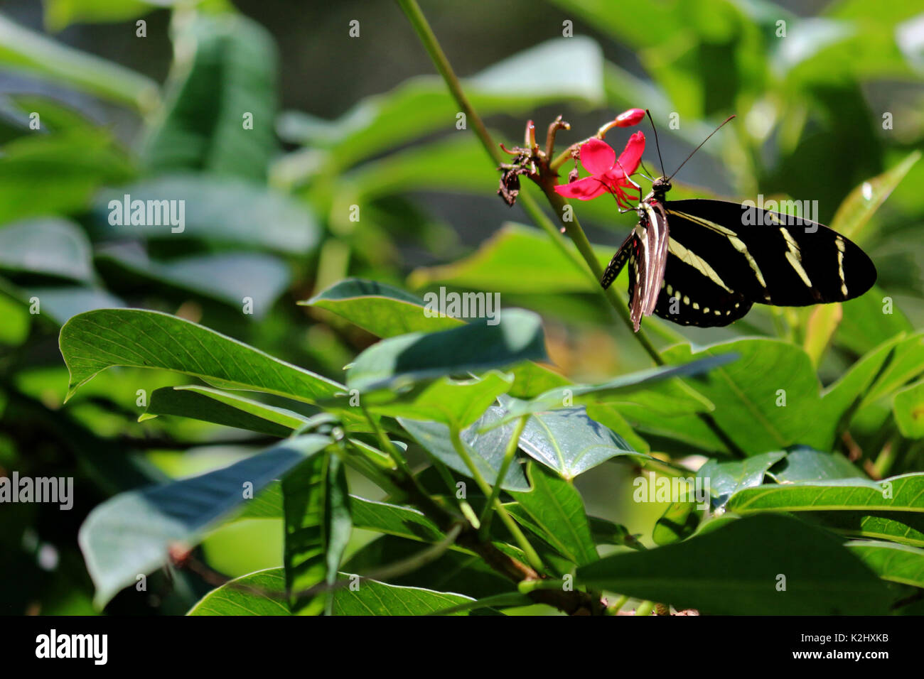 A Zebra Longwing Butterfly on Pink Flowers with a Natural Leafy Green Background Stock Photo