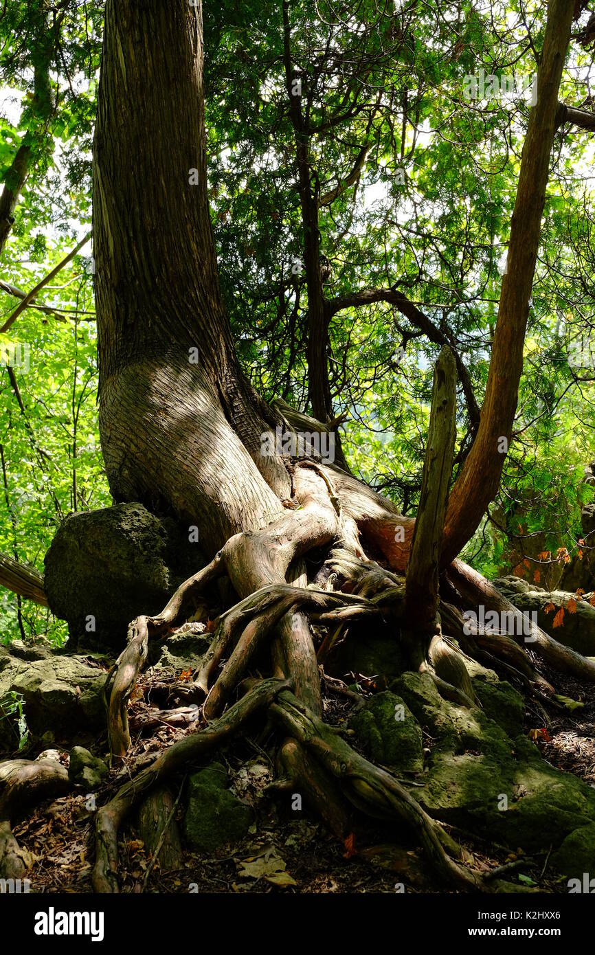 Tree roots on nature trail hi-res stock photography and images - Alamy
