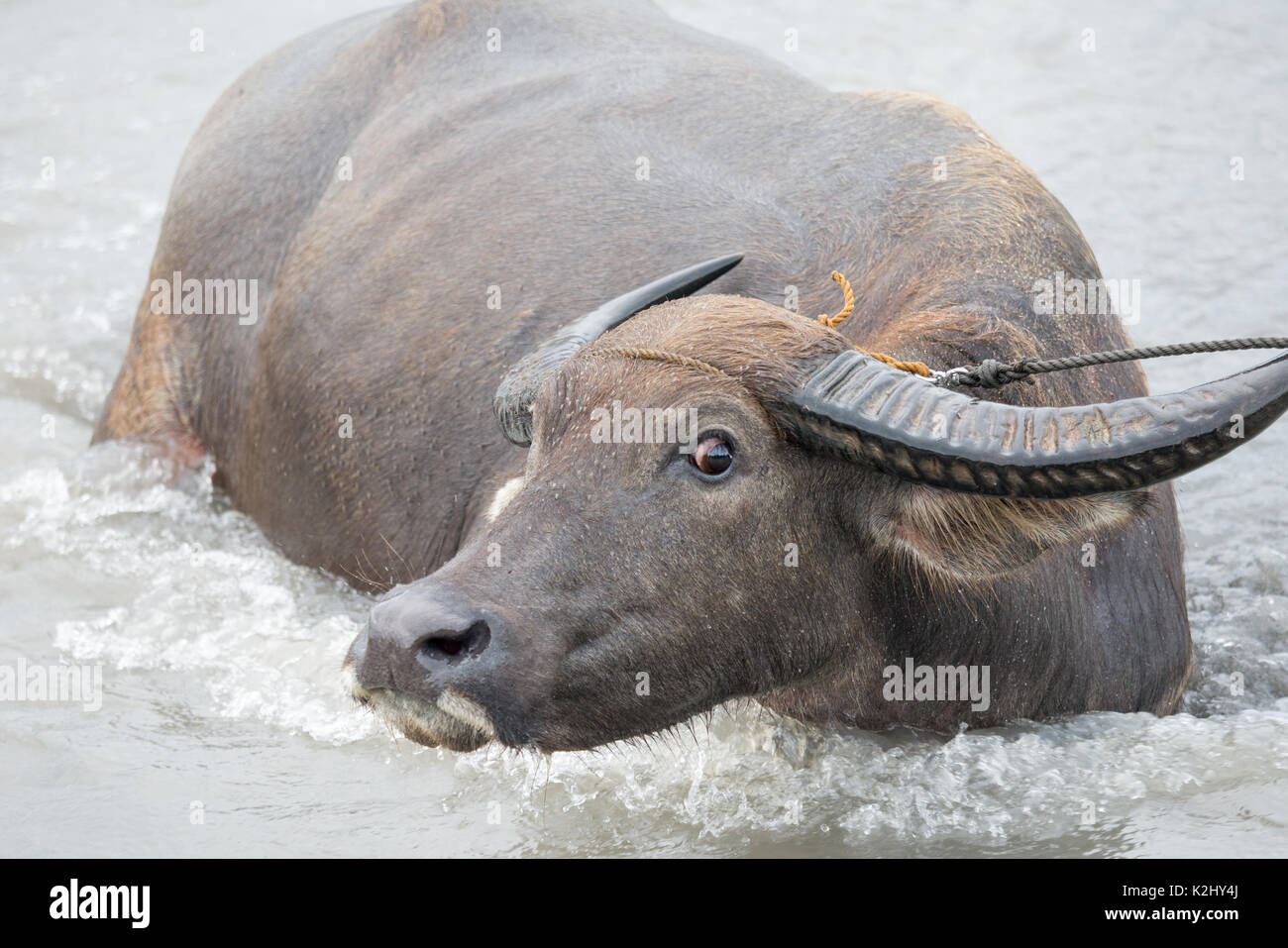 Philippines water buffalo(Carabao) in the river Stock Photo Alamy