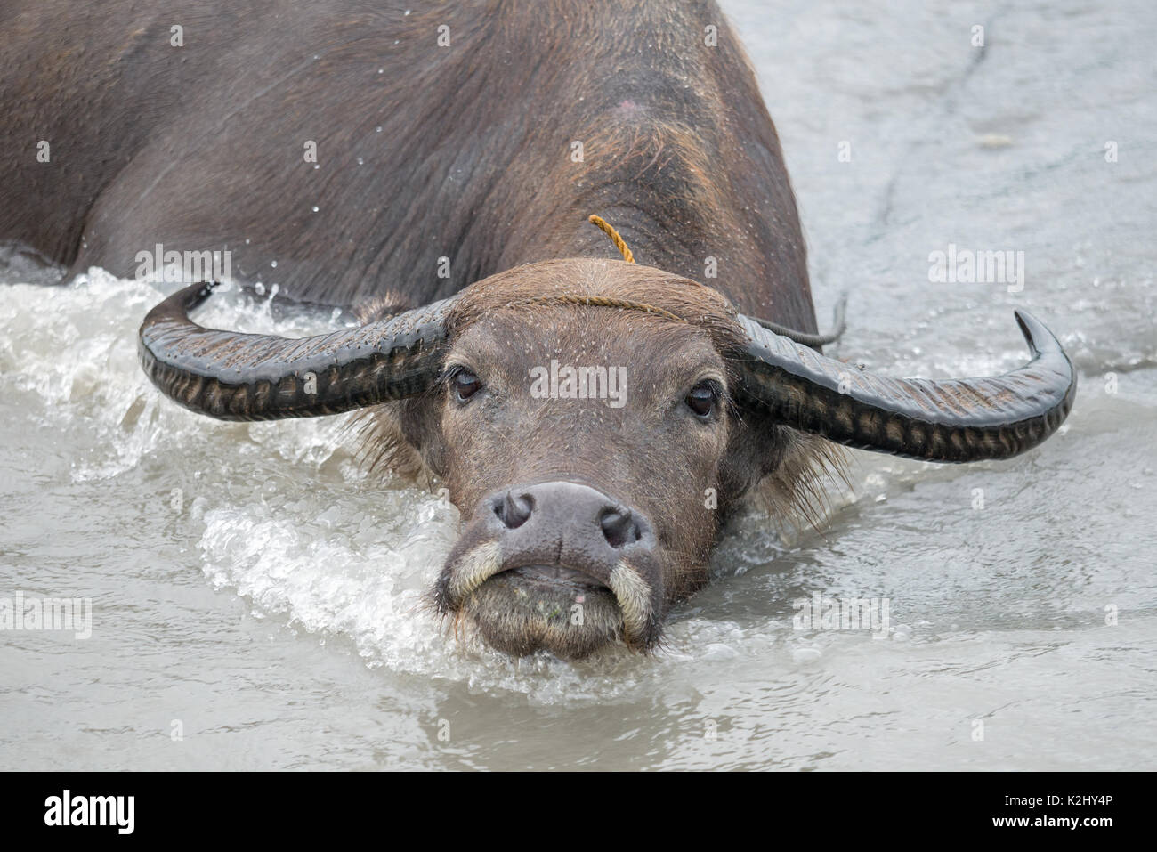 Philippines water buffalo(Carabao) in the river Stock Photo
