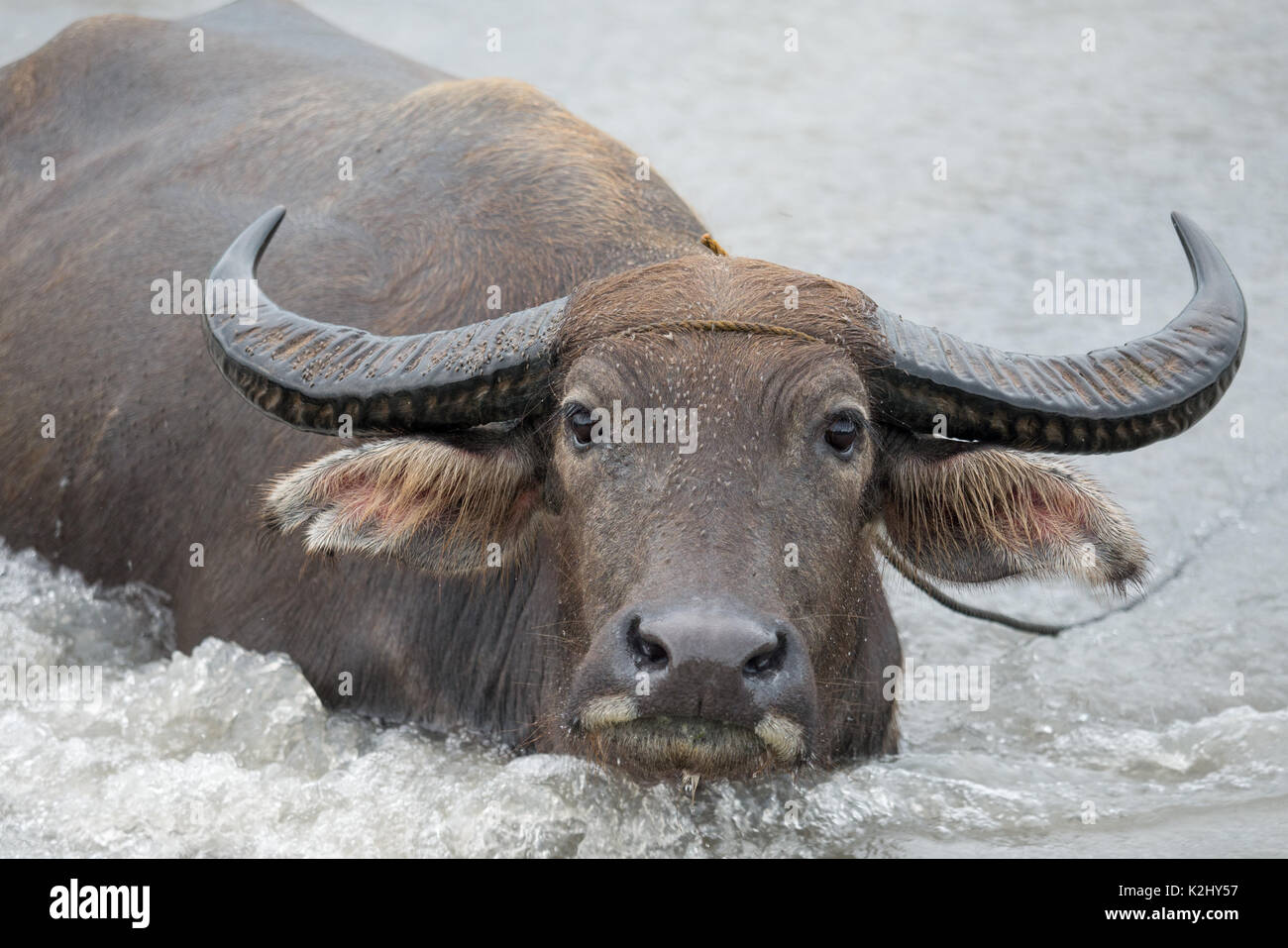 Philippines water buffalo(Carabao) in the river Stock Photo