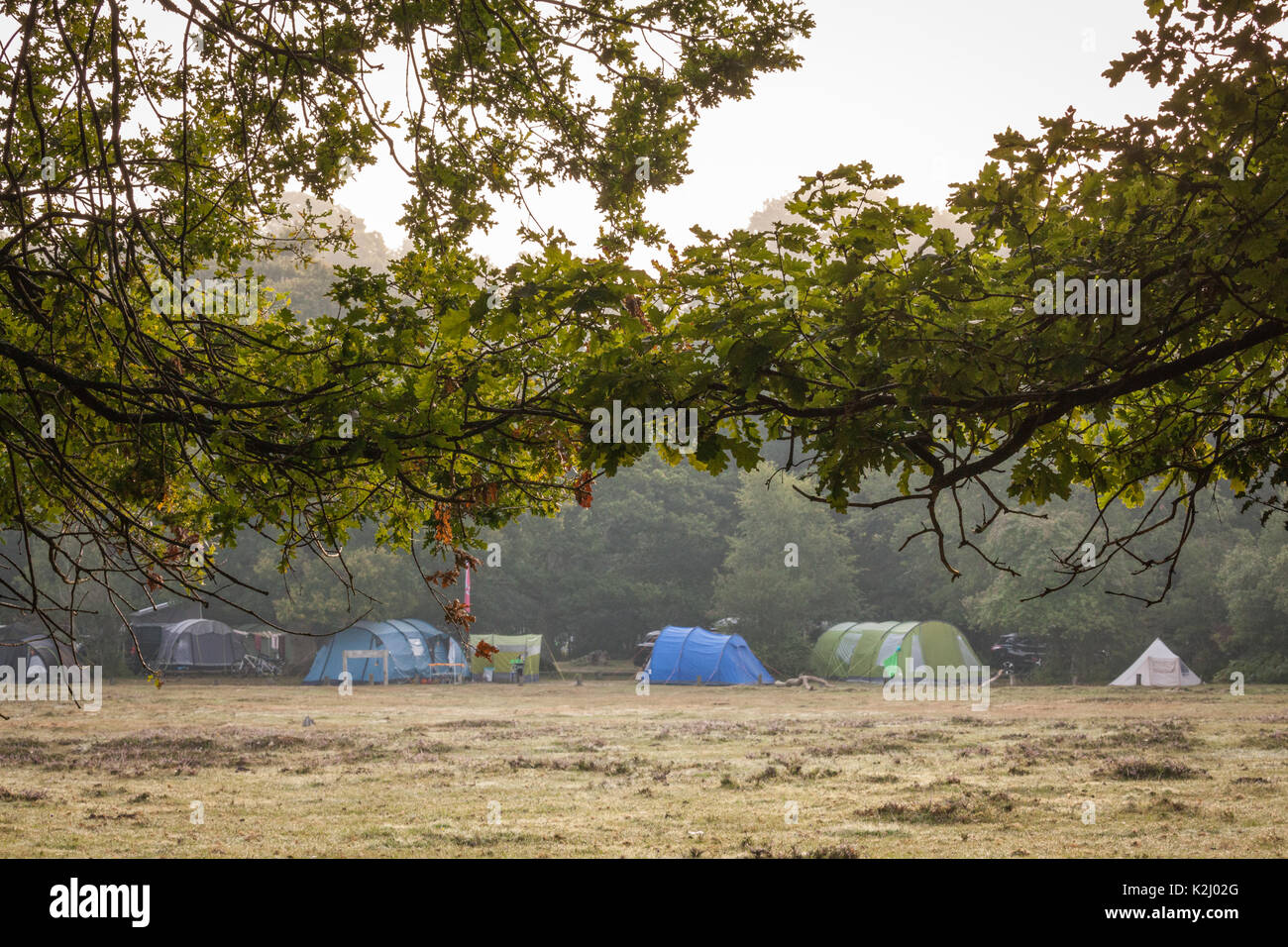 New forest camping Stock Photo Alamy