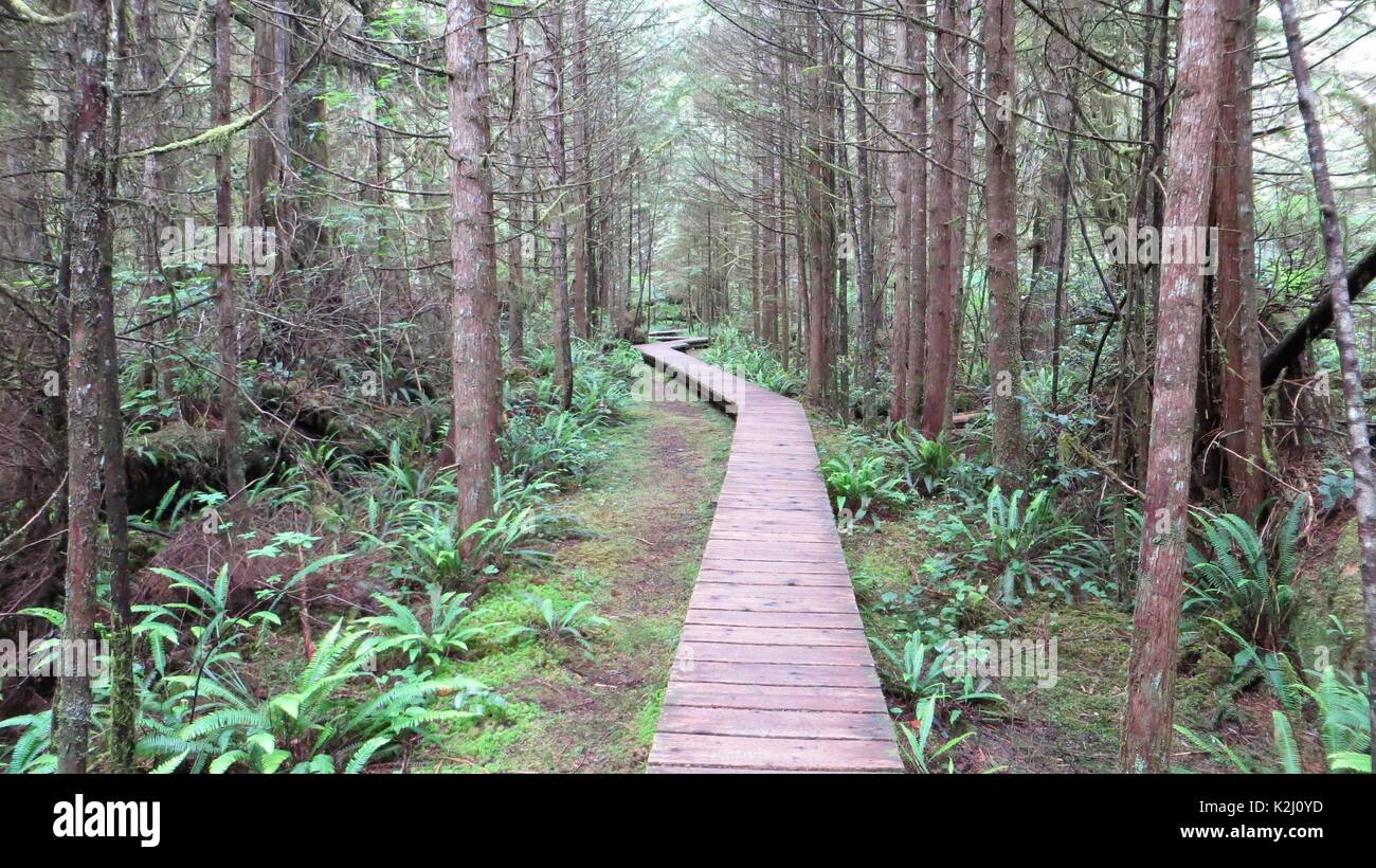 Boardwalk trail through the mossy rainforests of Pacific Rim National Park, Vancouver Island, BC, Canada Stock Photo
