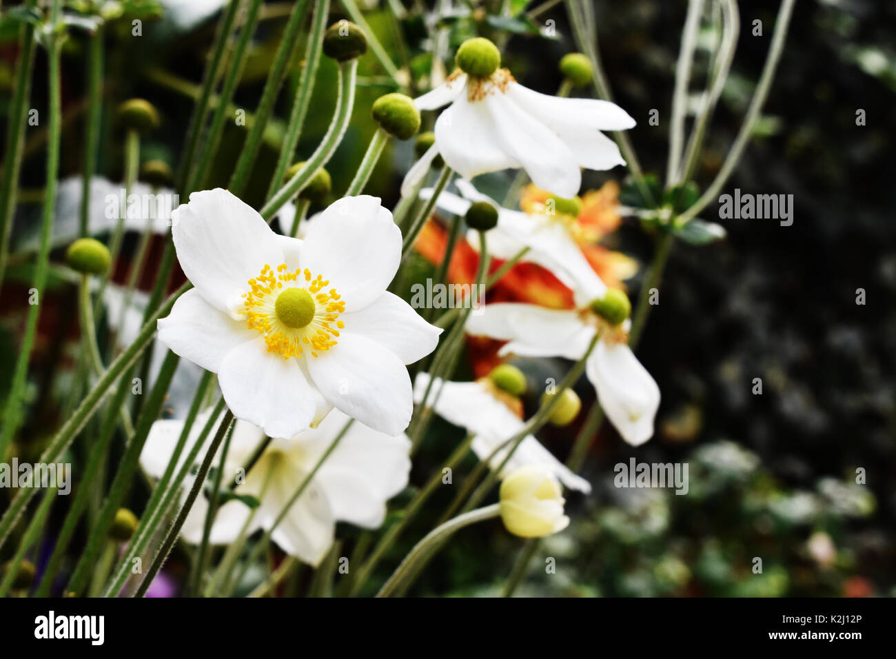 Blooming white anemone flower in the garden Stock Photo Alamy