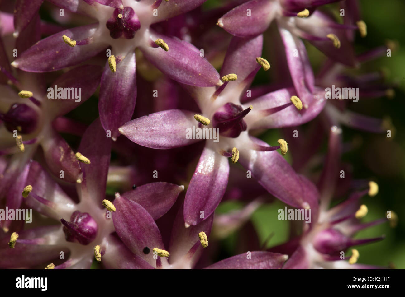 'Sparkling Burgundy', aka pineapple plant, pineapple lily Stock
