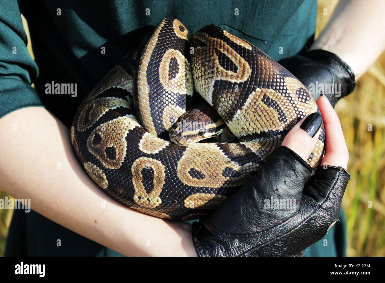 snake Royal Python, or Ball Python Python regius in the arms of the ...