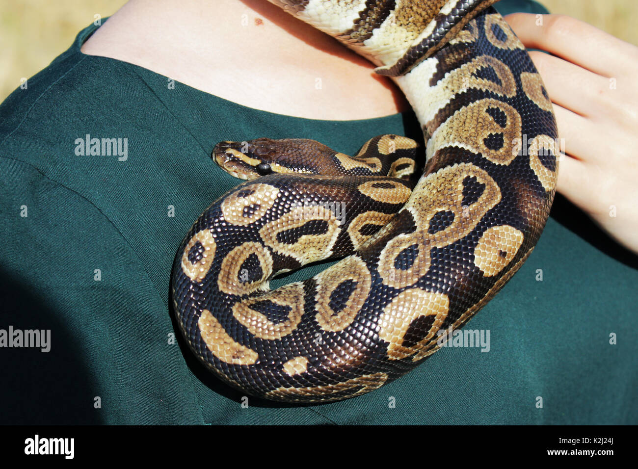 snake Royal Python, or Ball Python Python regius on the shoulder of a ...