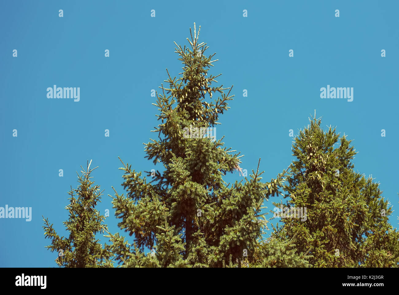 the tops of the fir trees against the blue sky Stock Photo
